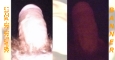 http://www.sunofnick.nl/banner1.htm